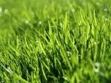 Na jaře nezapomeňte na hnojení trávníku