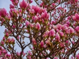 Pěstování magnolie – jarní zahrada plná těch nejkrásnějších květů
