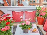 Vytvořte si pomocí muškátů romantická zákoutí v zahradě nebo na terase