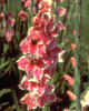 Zahradní květiny VII. – Gladioly neboli mečíky